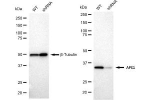 Western blotting analysis using APE1 antibody (ABIN7797636).