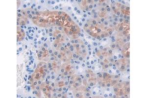 Used in DAB staining on fromalin fixed paraffin- embedded kidney tissue (FARS2 antibody  (AA 1-451))