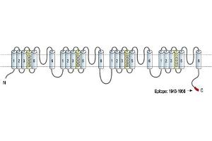 Representative domain view of the target of ABIN7043654.