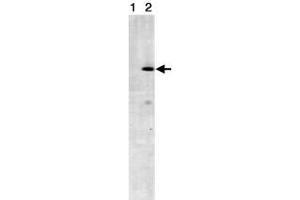 Western blot analysis of STRN3 in NIH/3T3 cell lysates (Lane1 : control antibody, Lane2 : anti- STRN3) with STRN3 monoclonal antibody, clone S68 . (STRN3 antibody)