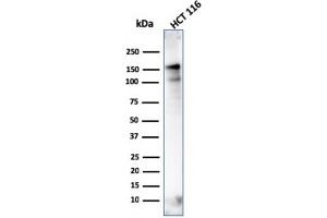 MSH6 antibody  (AA 374-540)