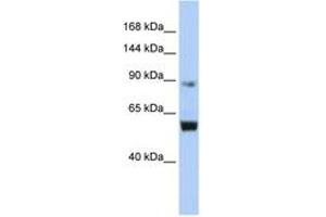 Image no. 1 for anti-Minichromosome Maintenance Deficient 10 (MCM10) (AA 648-697) antibody (ABIN6742707) (MCM10 antibody  (AA 648-697))