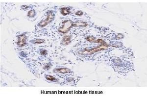 Paraffin embedded sections of human breast lobule tissue were initrocelluloseubated with anti-human PDCD12 (1:50) for 2 hours at room temperature. (AVEN antibody  (AA 254-362))