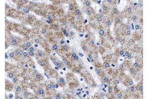 ABIN6267543 at 1/100 staining human liver tissue sections by IHC-P.