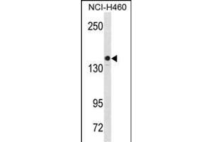 KIT Antibody  (ABIN1538599 and ABIN2850081) western blot analysis in NCI- cell line lysates (35 μg/lane). (KIT antibody  (AA 724-753))