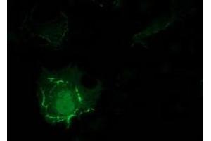 Anti-PDLIM2 mouse monoclonal antibody (ABIN2454456) immunofluorescent staining of COS7 cells transiently transfected by pCMV6-ENTRY PDLIM2 (RC210022). (PDLIM2 antibody)