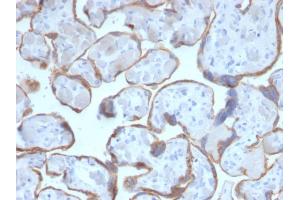 Formalin-fixed, paraffin-embedded human Placenta stained with PAPP-A Mouse Monoclonal Antibody (PAPPA/2716).