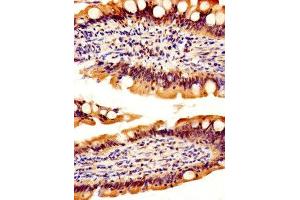 IHC image of ABIN7167554 diluted at 1:500 and staining in paraffin-embedded human small intestine tissue performed on a Leica BondTM system. (REG3A antibody  (AA 27-175))