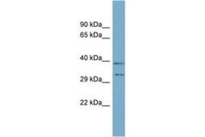 Image no. 1 for anti-Developmental Pluripotency Associated 4 (DPPA4) (N-Term) antibody (ABIN6744126) (DPPA4 antibody  (N-Term))