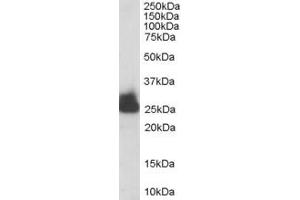 Western Blotting (WB) image for anti-Triosephosphate Isomerase 1 (TPI1) (C-Term) antibody (ABIN2466400) (TPI1 antibody  (C-Term))