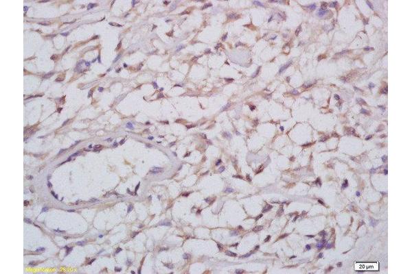 Reticulon 4 antibody  (AA 251-357)