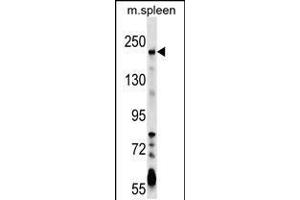 Western blot analysis in mouse spleen tissue lysates (35ug/lane). (NEO1 antibody  (AA 657-685))