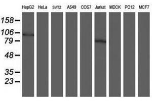 Image no. 2 for anti-SKI-Like Oncogene (SKIL) (AA 307-684) antibody (ABIN1491387) (SKIL antibody  (AA 307-684))