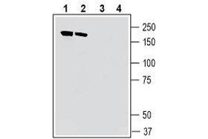 Western blot analysis of mouse brain membranes (lanes 1 and 3) and rat brain membranes (lanes 2 and 4): - 1, 2. (IQGAP1 antibody  (Intracellular))
