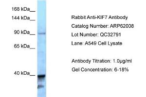 Western Blotting (WB) image for anti-Kinesin Family Member 7 (KIF7) (C-Term) antibody (ABIN970997) (KIF7 antibody  (C-Term))