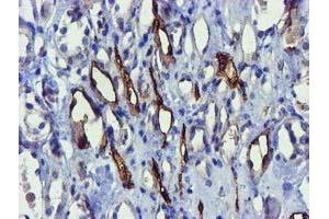 Immunohistochemical staining of paraffin-embedded Human Kidney tissue using anti-FAM84B mouse monoclonal antibody. (FAM84B antibody)