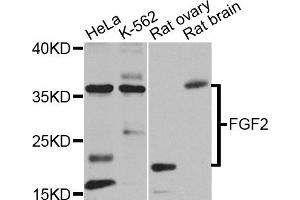 Western blot analysis of extracts of various cell lines, using FGF2 antibody (ABIN1872685) at 1:1000 dilution. (FGF2 antibody)