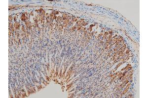 ABIN6267554 at 1/100 staining mouse gastric tissue sections by IHC-P.