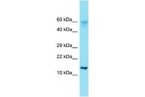 Western Blotting (WB) image for anti-Histone Cluster 1, H2ae (HIST1H2AE) (N-Term) antibody (ABIN2791579) (HIST1H2AE antibody  (N-Term))