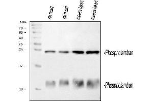 Western blot analysis of PLN using anti-PLN antibody (ABIN3043442).