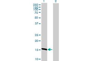 Western Blot analysis of TXNL4B expression in transfected 293T cell line by TXNL4B MaxPab polyclonal antibody. (TXNL4B antibody  (AA 1-149))