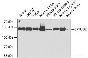 Western blot analysis of extracts of various cell lines using EFTUD2 Polyclonal Antibody at dilution of 1:2000. (EFTUD2 antibody)