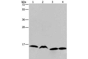 Western Blot analysis of K562, Raji, Hela and 293T cell using HIST1H2AH Polyclonal Antibody at dilution of 1:250 (HIST1H2AH antibody)