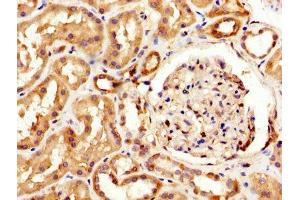 Immunohistochemistry (IHC) image for anti-Myelin Associated Glycoprotein (MAG) (AA 25-516) antibody (ABIN7160445)