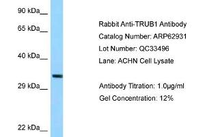 Western Blotting (WB) image for anti-TruB Pseudouridine (Psi) Synthase Homolog 1 (TRUB1) (C-Term) antibody (ABIN2789302)