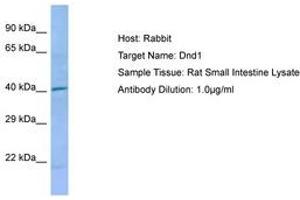 Image no. 1 for anti-Dead End Homolog 1 (DND1) (AA 41-90) antibody (ABIN6749870)