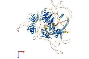 Pleckstrin Homology Domain Containing, Family H (With MyTH4 Domain) Member 2 (PLEKHH2) (AA 1-1493) protein (His tag)