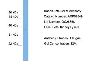 WB Suggested Anti-GALM  Antibody Titration: 0. (GALM antibody  (Middle Region))