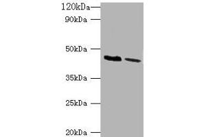 Western blot All lanes: KCNJ1 antibody at 2 μg/mL Lane 1: HepG2 whole cell lysate Lane 2: Hela whole cell lysate Secondary Goat polyclonal to rabbit IgG at 1/10000 dilution Predicted band size: 45, 43 kDa Observed band size: 45 kDa (KCNJ1 antibody  (AA 178-391))