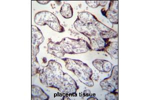 LOXL3 Antibody (C-term) (ABIN656764 and ABIN2845985) immunohistochemistry analysis in formalin fixed and paraffin embedded human placenta tissue followed by peroxidase conjugation of the secondary antibody and DAB staining. (LOXL3 antibody  (C-Term))