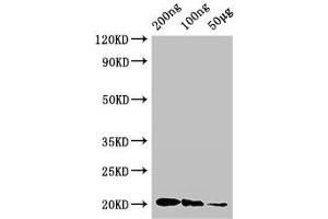 Western Blot Positive WB detected in Recombinant protein All lanes: IFNG antibody at 3 μg/mL Secondary Goat polyclonal to rabbit IgG at 1/50000 dilution predicted band size: 20 kDa observed band size: 20 kDa (Interferon gamma antibody  (AA 24-166))