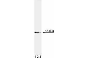 Western blot analysis of JNK1/JNK2. (JNK1/2 antibody)