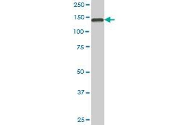 TRAPPC10 antibody  (AA 1162-1257)