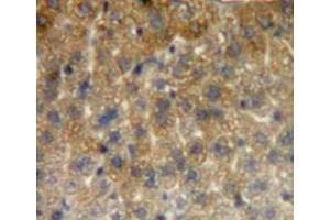 Used in DAB staining on fromalin fixed paraffin-embedded liver tissue (HSPE1 antibody  (AA 2-102))