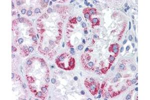 Immunohistochemical staining (Formalin-fixed paraffin-embedded sections) of human kidney with OAT monoclonal antibody, clone AT23A2 . (OAT antibody)