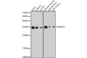 Western blot analysis of extracts of various cell lines, using NUDT5 antibody (ABIN7269071) at 1:1000 dilution. (NUDT5 antibody)