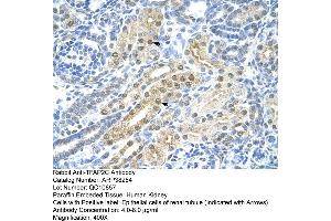 Human kidney (TFAP2C antibody  (N-Term))