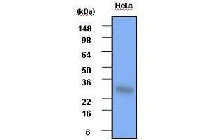 Cell lysates of HeLa(each 30 ug) were resolved by SDS-PAGE, transferred to PVDF membrane and probed with anti-human Hsp27 (1:1,000). (HSP27 antibody  (AA 1-205))