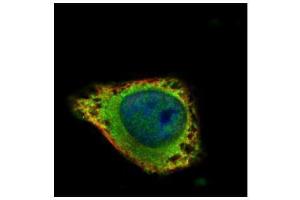 ICC/IF Image Confocal immunofluorescence analysis (Olympus FV10i) of methanol-fixed HeLa, using GRK2, antibody (Green) at 1:100 dilution. (GRK2 antibody  (C-Term))