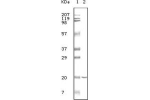 Western Blotting (WB) image for anti-CD19 Molecule (CD19) antibody (ABIN1845279) (CD19 antibody)