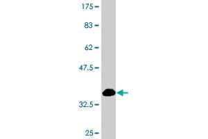 PRPF4B antibody  (AA 898-1005)