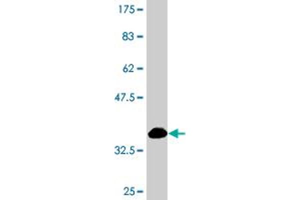 PRPF4B antibody  (AA 898-1005)