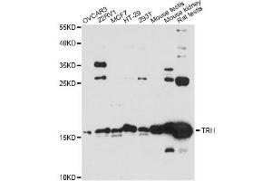 Western blot analysis of extracts of various cell lines, using KRBOX4 antibody. (KRAB Box Domain Containing 4 (KRBOX4) antibody)