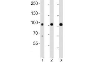 Western Blotting (WB) image for anti-Ephrin Type A Receptor 1 (EPHA1) (AA 70-105), (N-Term) antibody (ABIN3030827)