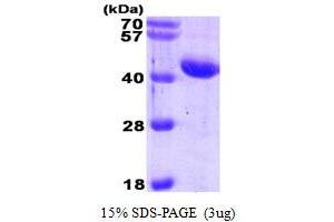 SDS-PAGE (SDS) image for serpin Peptidase Inhibitor, Clade A (Alpha-1 Antiproteinase, Antitrypsin), Member 3 (SERPINA3) (AA 24-423) protein (His tag) (ABIN666908)