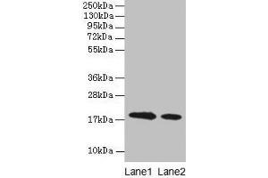 Western blot All lanes: Bovine milk Beta-lactoglobulin antibody at 2 μg/mL Lane 1: Bovine milk Beta-lactoglobulin at 0. (Beta Lactoglobulin (LGB) antibody)